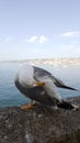 Naples Seagull portrait against sea shore. Close up view of white bird seagull sitting by the beach. Wild seagull Royalty Free Stock Photo