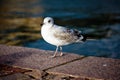 Seagull portrait against sea shore. Close up view of white bird seagull sitting by embankment Royalty Free Stock Photo