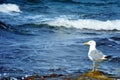 Seagull portrait against sea shore. White bird seagull sitting by the beach. Wild seagull on blurred classic natural blue Royalty Free Stock Photo