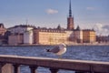 Seagull portrait in city. Close up view of a bird sitting on a sea shore against a blue water and blurred old city of Stockholm Royalty Free Stock Photo