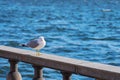 Seagull portrait in city. Close up view of white bird seagull sitting on a sea shore against a blue water. Royalty Free Stock Photo