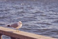 Seagull portrait in city. Close up view of white bird seagull sitting on a sea shore against a blue water. Wild seagull Royalty Free Stock Photo