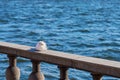 Seagull portrait in city. Close up view of white bird seagull sitting on a sea shore against a blue water. Royalty Free Stock Photo