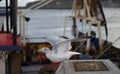 Close up of seagull ready for takeoff in the port. Seagull portrait. Boats in the background Royalty Free Stock Photo