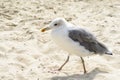 Seagull portrait . Close up view of white bird seagull walking by the beach. Royalty Free Stock Photo