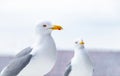 Seagull portrait. Close up view of white herring gull Royalty Free Stock Photo