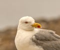 Seagull portrait.European herring gull. Royalty Free Stock Photo