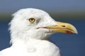 Seagull Portrait - Glaring Eyes - Suspicious, Cynical or Flirtatious