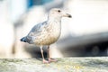 Seagull portrait with natural bokeh background