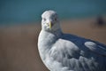 Portrait Seagull resting and looking into the camera Royalty Free Stock Photo