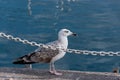 Seagull portrait from side front of the sea Royalty Free Stock Photo