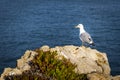 Seagull in the Portuguese Coast