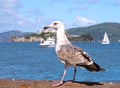 Seagull posing in front of Alcatraz island Royalty Free Stock Photo