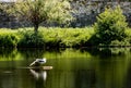 Seagull posing on a rock by the river Royalty Free Stock Photo