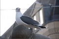 SEAGULL POSING ON A STATUE TRY TO LOOK GOOD