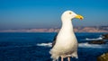 Seagull posing in a sunny day. Royalty Free Stock Photo