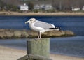 Seagull on Post by a Harbor Royalty Free Stock Photo