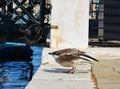 Seagull prepares to swoop over the water Royalty Free Stock Photo