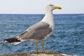 Seagull in profile with a blue sea in the background.