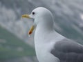 Seagull profile close-up with beak open