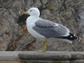 seagull in profile in Mallorca