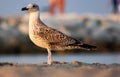 Seagull profile not yet fully developed, the feathers change around 2 years of life and the subject still has the color of the pl