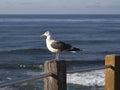 Seagull profile perched on a post with blue ocean background