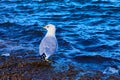 Seagull Profile on Rocky Lake Superior Shoreline Royalty Free Stock Photo