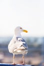 Seagull bird profile