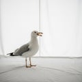 The seagull in profile showcasing its distinct morphological Royalty Free Stock Photo