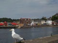 Seagull on the promenade of Oban, Scotland