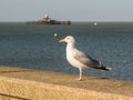 Seagull on a promenade wall in Herne Bay, Kent. Royalty Free Stock Photo