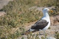 Seagull in Puerto Madryn, Chubut, Argentina Royalty Free Stock Photo