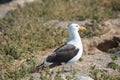 Seagull in Puerto Madryn, Chubut, Argentina Royalty Free Stock Photo