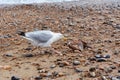 Seagull pulling flesh from the bones of a smooth dogfish Royalty Free Stock Photo