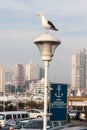 Seagull in Punta del Este Uruguay