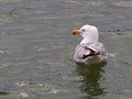 Seagull on quiet sea ocean water Royalty Free Stock Photo