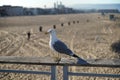 seagull on the railing at the beach Royalty Free Stock Photo