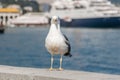 Seagull on the railing of the embankment. Royalty Free Stock Photo