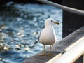 Seagull on railing in harbor Royalty Free Stock Photo