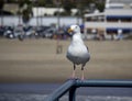 Seagull on Railing Craning His Neck Royalty Free Stock Photo