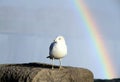 Seagull and Rainbow Royalty Free Stock Photo