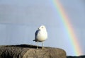 Seagull and Rainbow