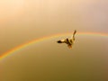 Seagull and rainbow