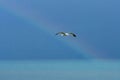 Seagull, Rainbow, Lake Michigan, Wisconsin.