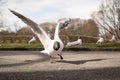 Seagull reaching for a piece of bread Royalty Free Stock Photo