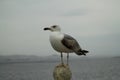 Seagull Ready To Fly Royalty Free Stock Photo