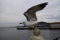 Seagull Ready To Fly Royalty Free Stock Photo