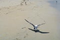 A seagull ready to fly Royalty Free Stock Photo