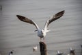 Seagull